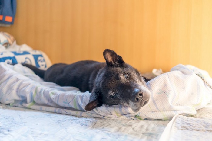寝床に横たわる黒い老犬