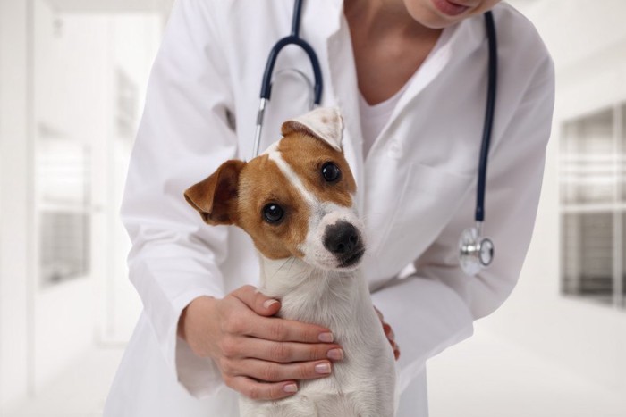 医者と犬の写真