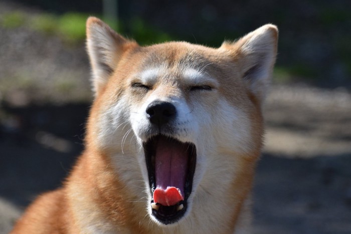 あくびをする柴犬