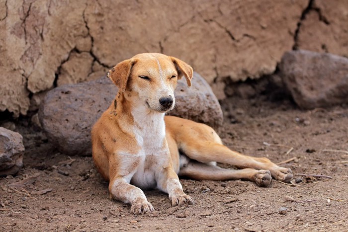 日陰で休んでいるケニアの犬