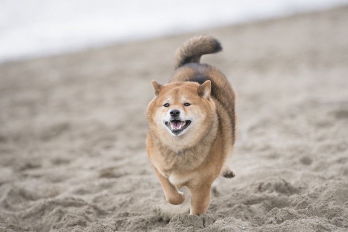 砂浜を走る柴犬
