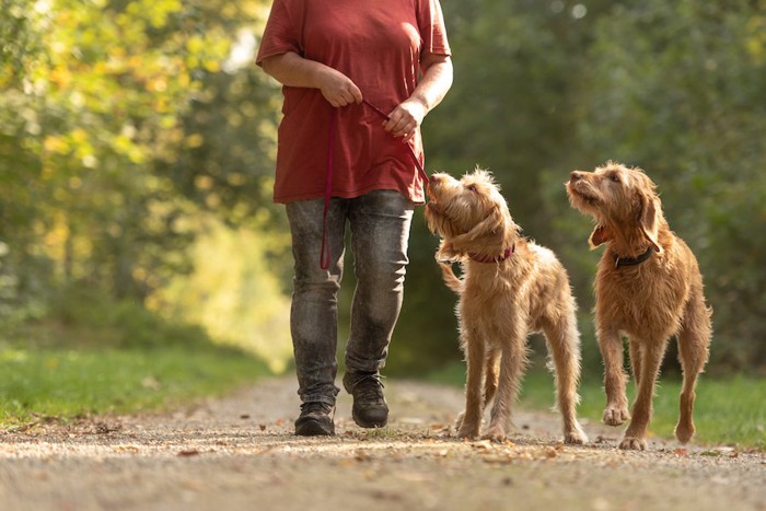 2匹の犬と散歩をする女性