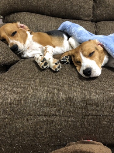 同じ姿勢で寝る犬2匹
