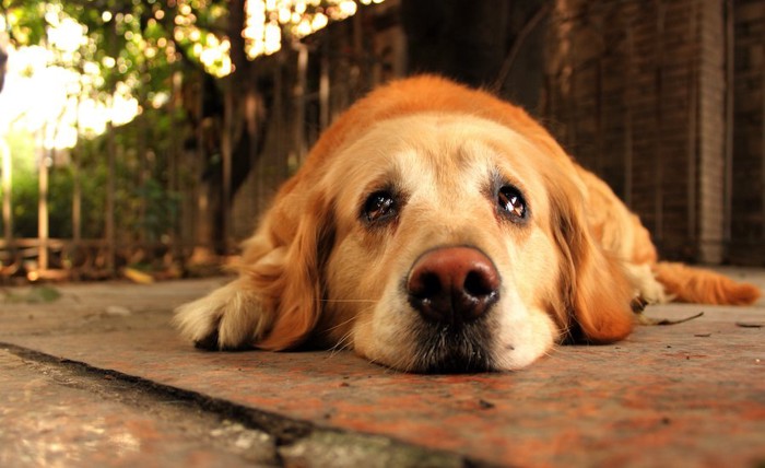 悲しそうな顔で地面に伏せる犬