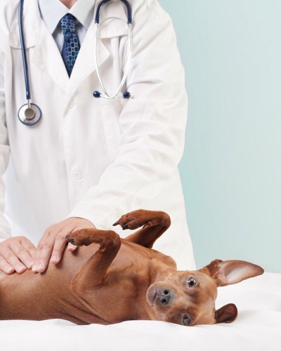 獣医師にお腹を診察されている犬