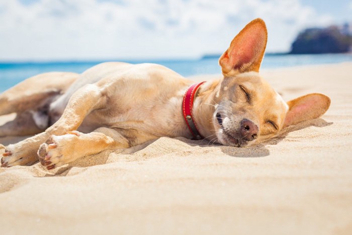 砂の上で眠る犬