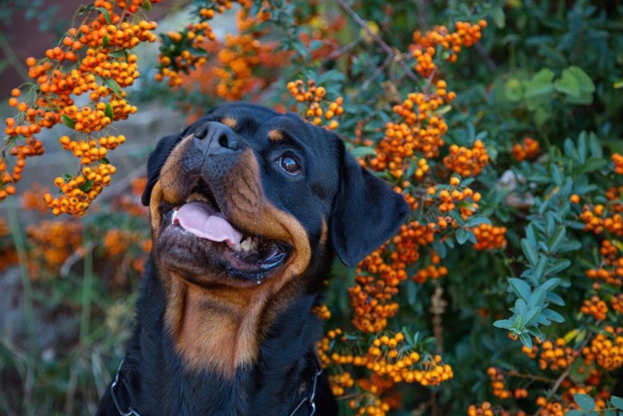 オレンジ色の実を見上げる犬