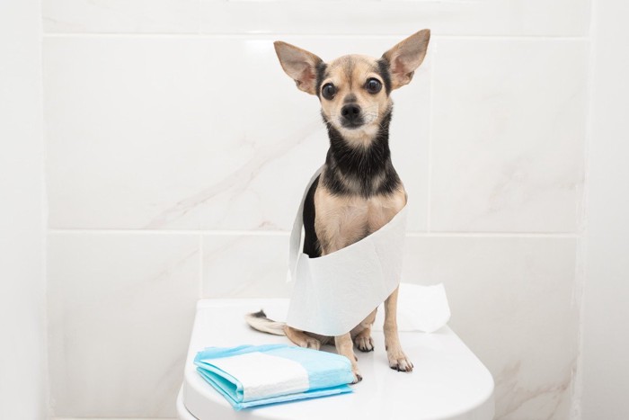トイレの便器に座る犬