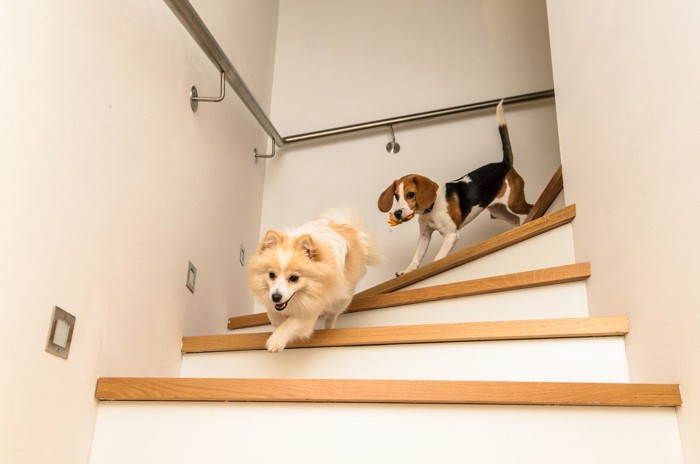 階段を走る2頭の犬