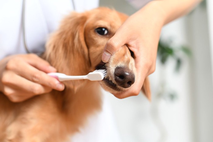 歯磨き中の犬