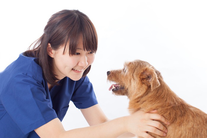 犬と見つめ合う動物看護師