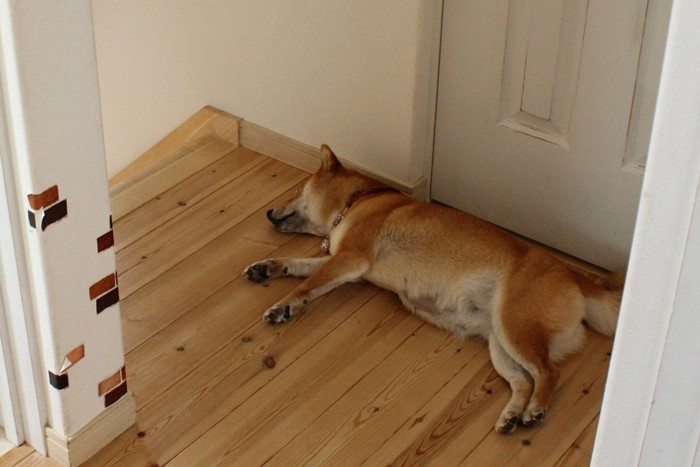 ドアの前で寝ている柴犬