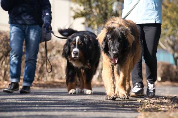 散歩をしている2匹の犬