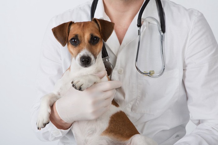 獣医師に抱かれた垂れ耳の犬