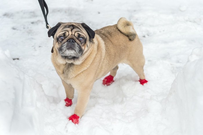 雪の上に立つ赤い靴を履いたパグ