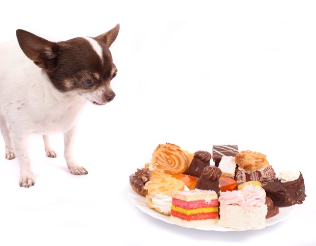 皿の上にある洋菓子を見つめている犬