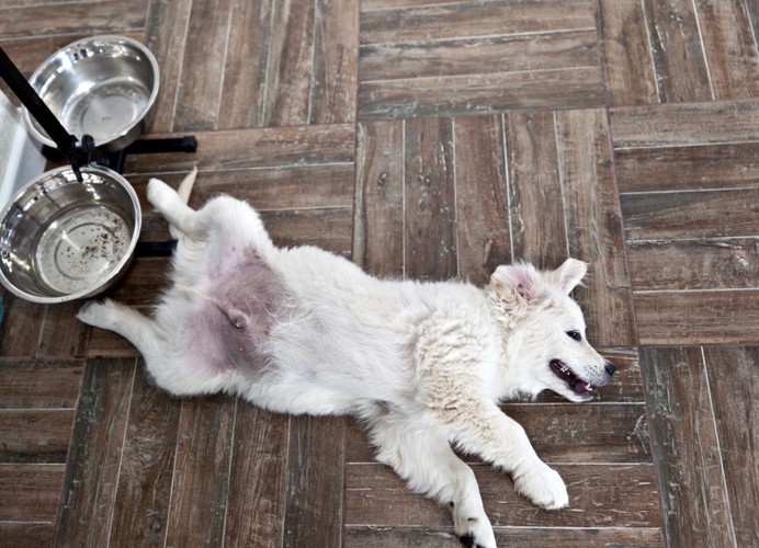 フード皿の前で仰向けになる犬