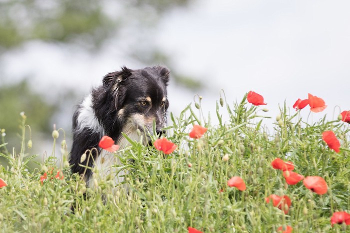 花を見る犬