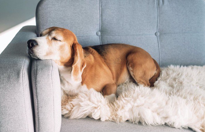 ソファーで眠るビーグル犬
