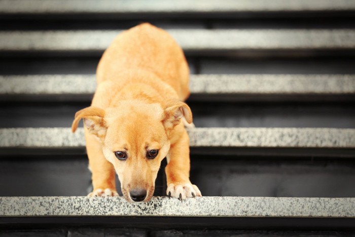 階段を躊躇する子犬