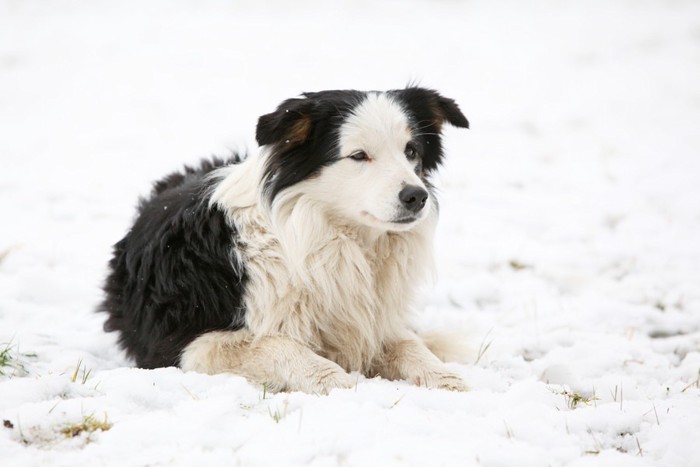雪の中にいる犬