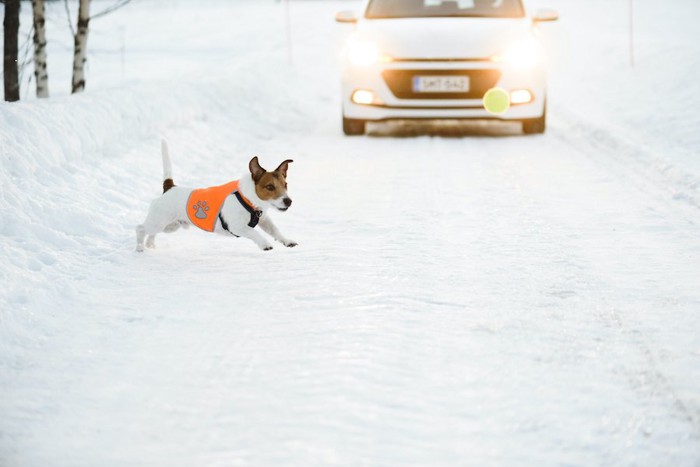 車の通る雪道に飛び出す犬