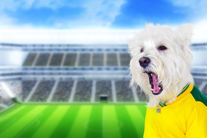スタジアムとブラジルのユニフォームを着て口を開けた犬