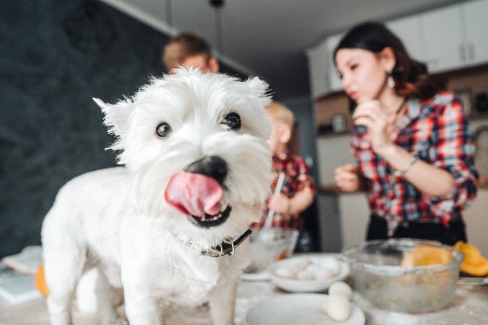 料理中の家族と舌を出す犬