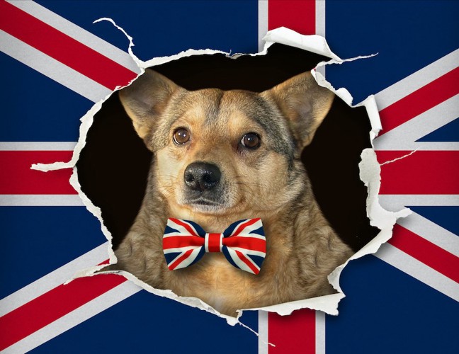 破れたイギリス国旗から顔を出す犬