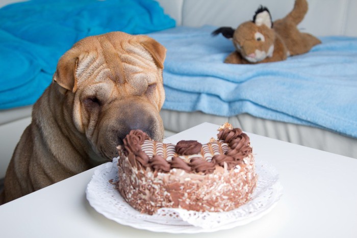 チョコレートケーキと犬