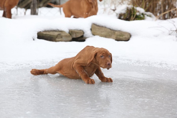 氷の上で転んだ茶色い犬