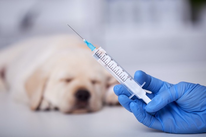 注射器を持つ獣医師の手と診察台の上の子犬