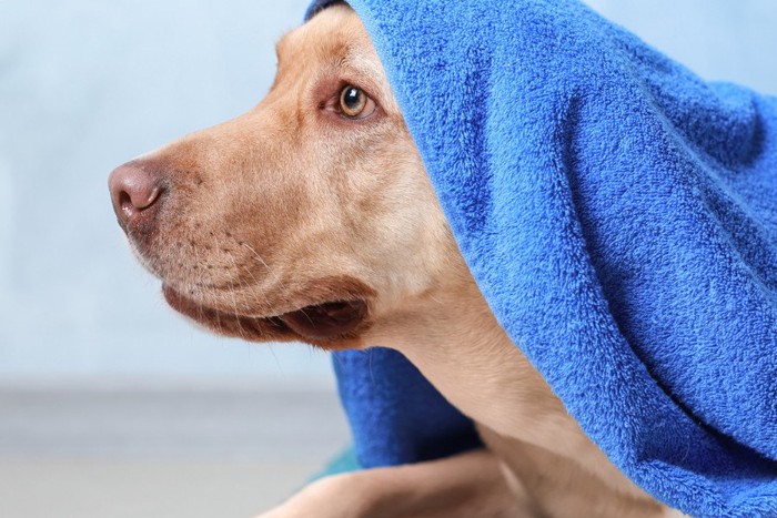 青いタオルを頭にかける犬