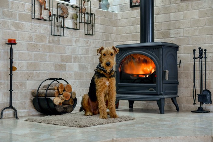 暖炉の前に座る犬