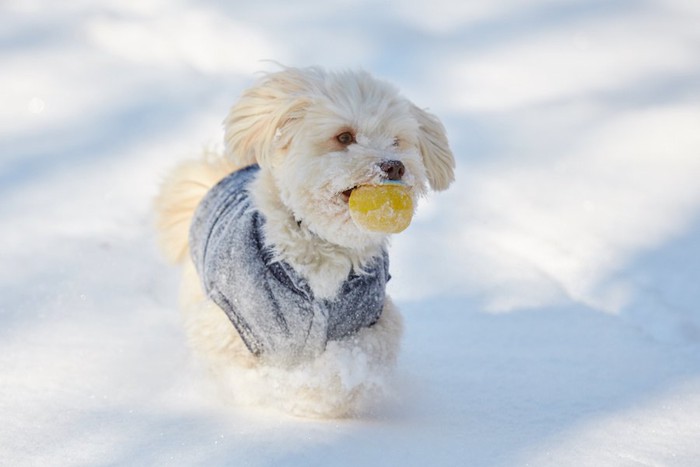 雪の中で黄色いボールを咥えている白い犬