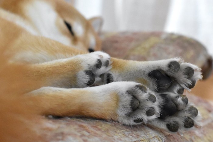 眠っている柴犬の手足と肉球