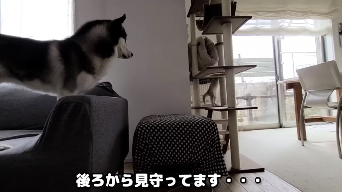 子猫が登るキャットタワーを後ろから見ているハスキー犬