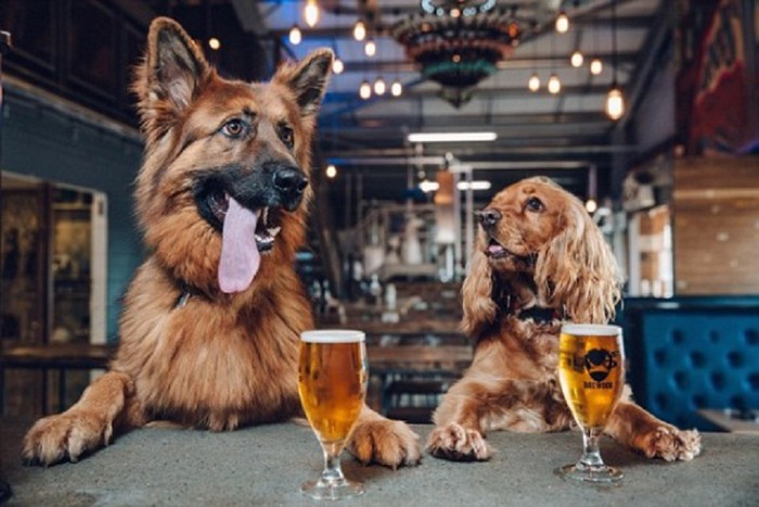 2頭の犬とビール