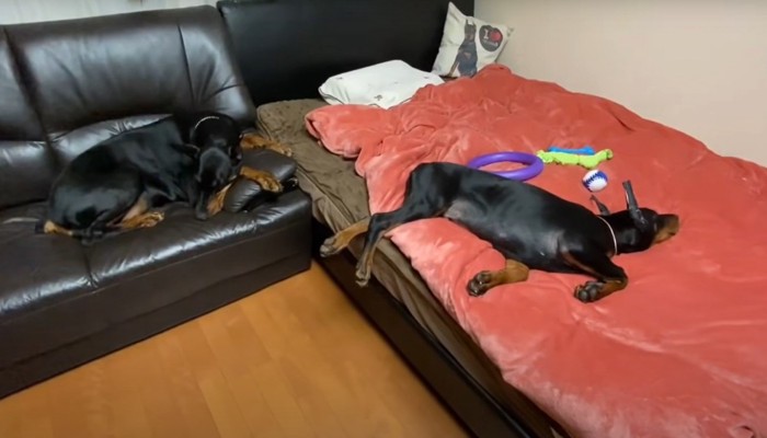 ベッドとソファーで眠る犬達