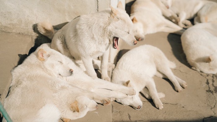 寝ている複数の犬とあくびをする犬
