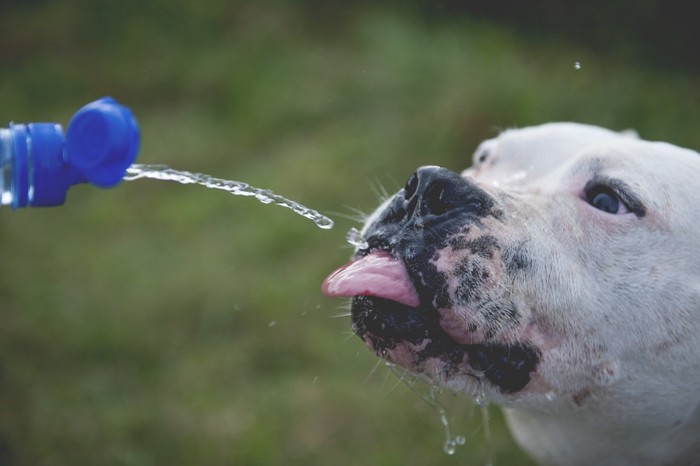 シャワーの水を飲む犬