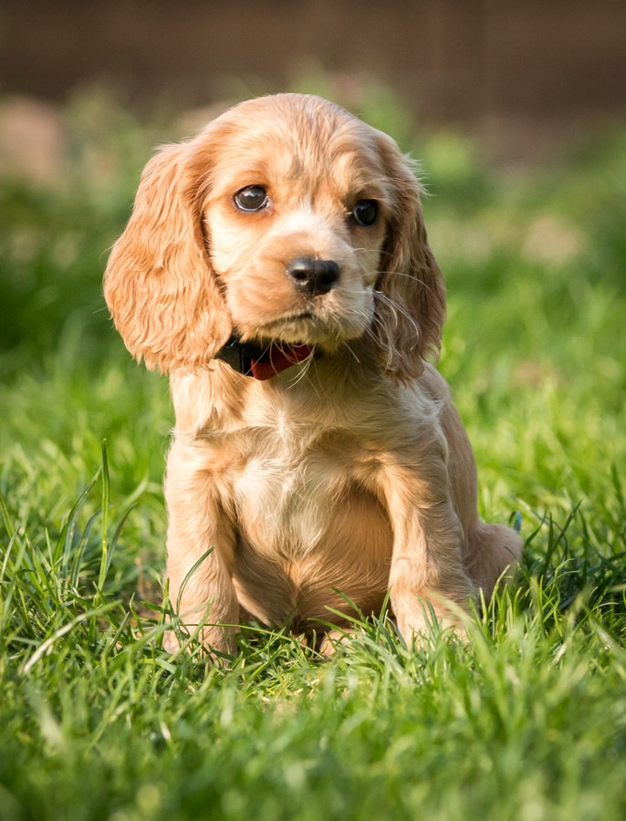 芝生に佇むコッカースパニエルの子犬