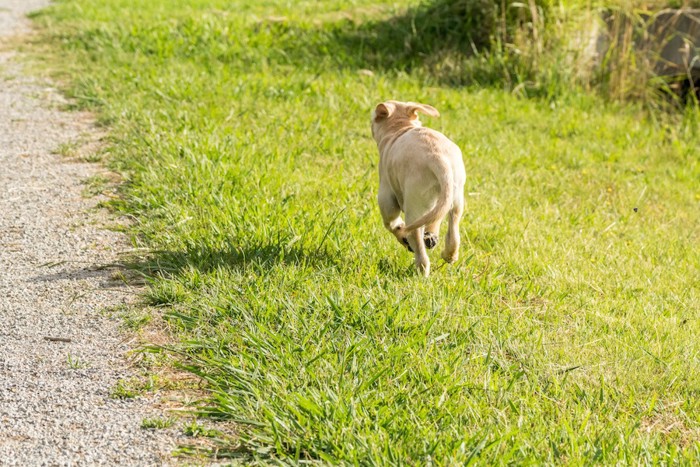 芝生を走って逃げる犬