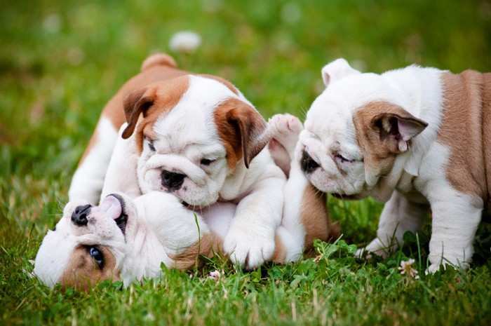 芝生で戯れる三頭の子犬