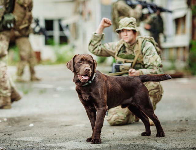 軍用犬のチョコラブと兵士