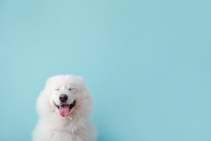 水色の背景と笑う白い犬