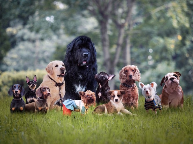 芝生の上のいろいろな犬種の犬たち