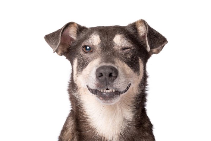ウインクで微笑む垂れ耳の犬