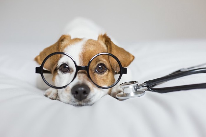 眼鏡と聴診器をつけた犬