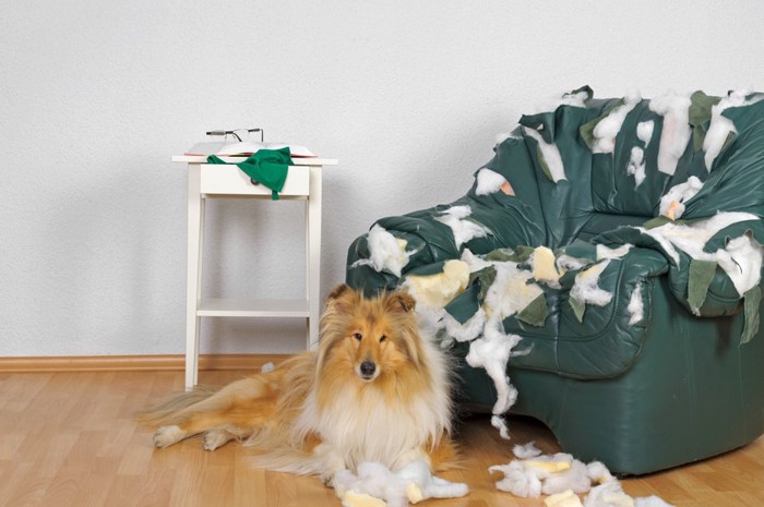 ボロボロのソファと犬